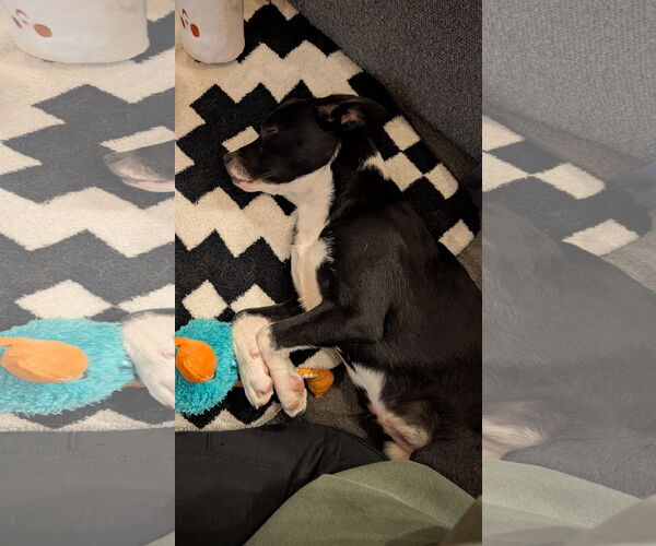 Medium Photo #3 Border Collie-Chihuahua Mix Puppy For Sale in Aurora, CO, USA