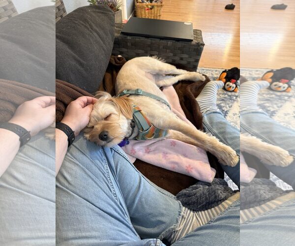 Medium Photo #3 Maltese-Unknown Mix Puppy For Sale in Bellevue, WA, USA