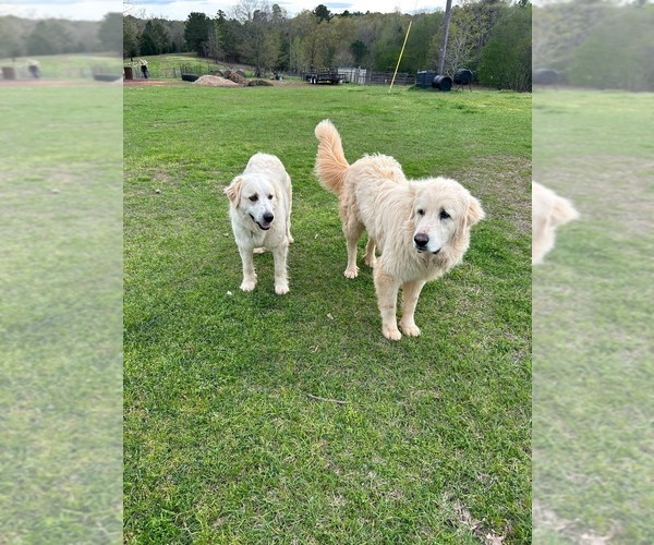 Medium Photo #3 Great Pyrenees Puppy For Sale in GILMER, TX, USA