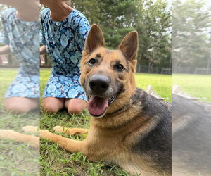 German Shepherd Dog Dogs for adoption in Oak Bluffs, MA, USA