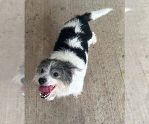 Shih Tzu Dogs for adoption in Oak Bluffs, MA, USA
