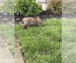 Small #2 Akita