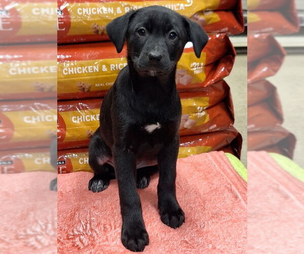 Medium Photo #1 Labrador Retriever-Unknown Mix Puppy For Sale in House Springs, MO, USA