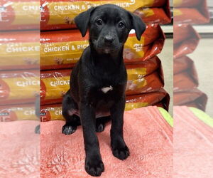 Labrador Retriever-Unknown Mix Dogs for adoption in House Springs, MO, USA