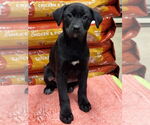 Small Labrador Retriever Mix