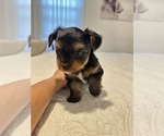 Small #6 Yorkshire Terrier