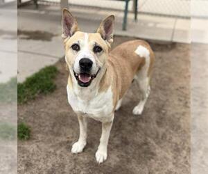 German Shepherd Dog-Unknown Mix Dogs for adoption in Modesto, CA, USA
