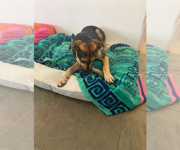 Medium Photo #2 Mutt Puppy For Sale in Woodland Hills, CA, USA