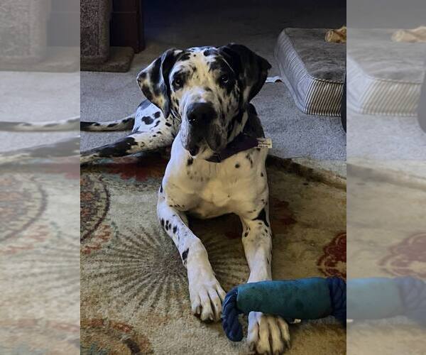 Medium Photo #3 Great Dane-Unknown Mix Puppy For Sale in Springdale, PA, USA