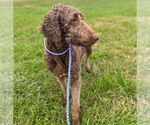 Small #5 Labradoodle