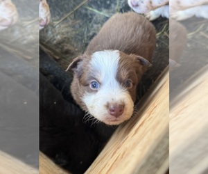 Australian Shepherd Puppy for sale in PINE BLUFFS, WY, USA