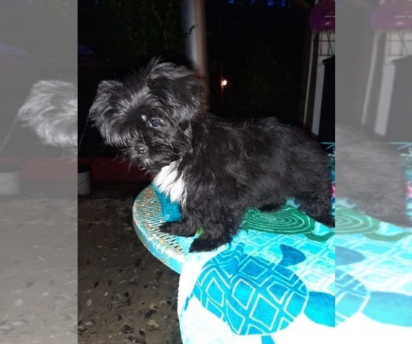 Medium Photo #1 Mal-Shi Puppy For Sale in CARTHAGE, TX, USA