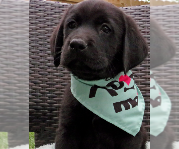 Medium Photo #3 Labrador Retriever Puppy For Sale in Grovertown, IN, USA