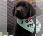 Small #2 Labrador Retriever