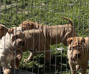 Chinese Shar-Pei Dogs for adoption in SAN BERNARDINO, CA, USA