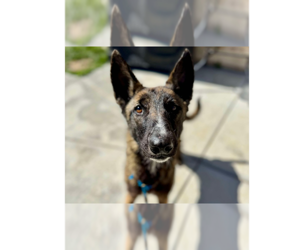 Medium Photo #1 Mutt Puppy For Sale in Imlay City, MI, USA