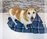 Small #2 Corgi Basset
