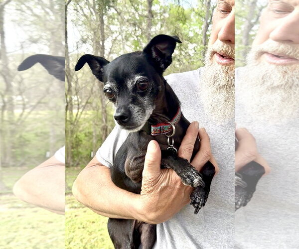 Medium Photo #2 Chihuahua-Unknown Mix Puppy For Sale in Thomasville, NC, USA