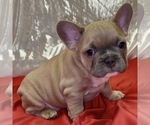 Puppy Kimber French Bulldog