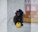 Small Photo #5 Poodle (Miniature) Puppy For Sale in INDIANAPOLIS, IN, USA
