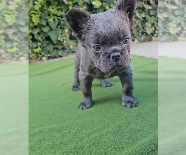 Medium Photo #13 French Bulldog Puppy For Sale in LOS ANGELES, CA, USA