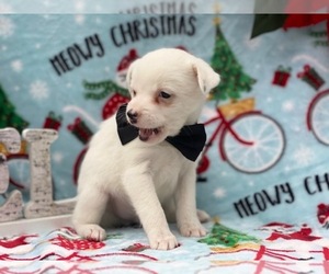 Jack Russell Terrier-Poodle (Standard) Mix Puppy for sale in LANCASTER, PA, USA