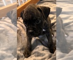 Small #1 Boxer