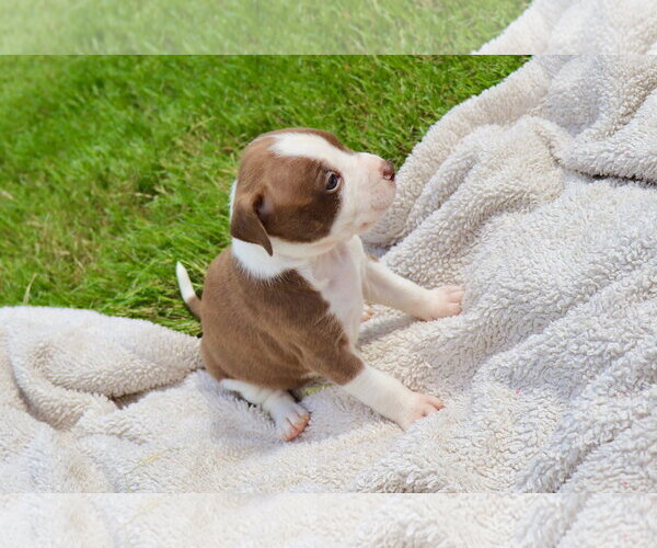 Medium Photo #4 American Staffordshire Terrier-Labrador Retriever Mix Puppy For Sale in Atlanta, GA, USA