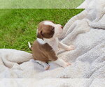 Small #3 American Staffordshire Terrier-Labrador Retriever Mix