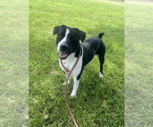 Border Collie-Boston Terrier Mix Dogs for adoption in Pryor, OK, USA