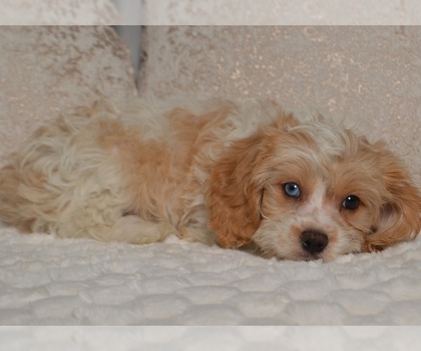 Medium Photo #9 Cavapoo Puppy For Sale in CHRISTIANA, PA, USA