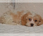 Small #8 Cavapoo