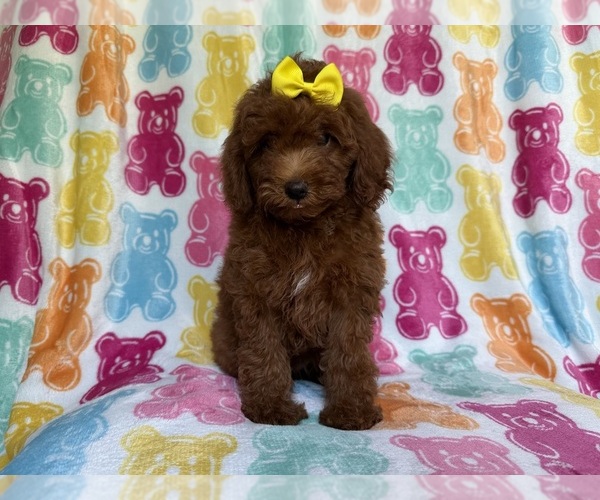 Medium Photo #5 YorkiePoo Puppy For Sale in LAKELAND, FL, USA
