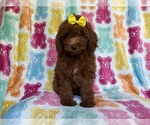 Small #4 YorkiePoo