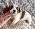 Small #1 Cavachon-Shih Tzu Mix