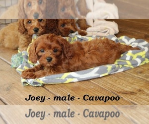 Cavapoo Puppy for sale in CLARKRANGE, TN, USA