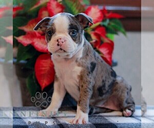 Boston Terrier Puppy for sale in MYERSTOWN, PA, USA