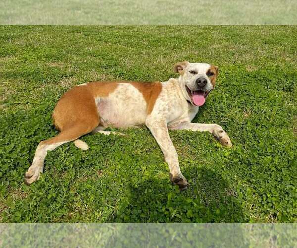 Medium Photo #3 Mutt Puppy For Sale in Abbeville, LA, USA