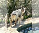 Small #2 Australian Shepherd