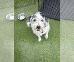Small #2 Mutt