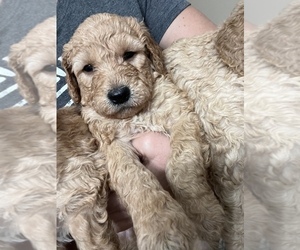 Goldendoodle Puppy for sale in NORRIS CITY, IL, USA