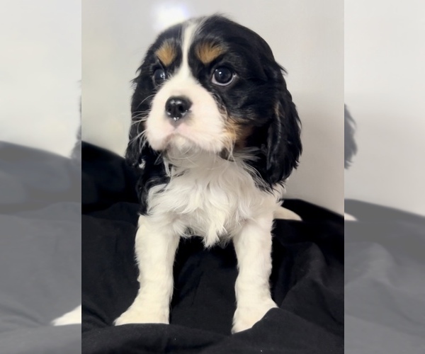 Medium Photo #1 Cavalier King Charles Spaniel Puppy For Sale in EDWARDSBURG, MI, USA
