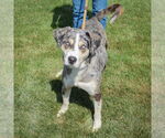 Small #3 Catahoula Leopard Dog-Labrador Retriever Mix