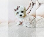 Small #17 Maltese