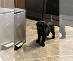 Puppy 5 Goldendoodle