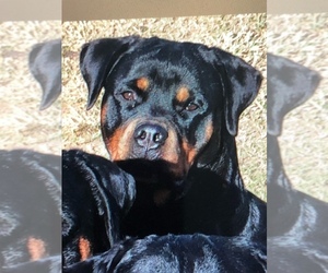 Mother of the Rottweiler puppies born on 01/31/2022