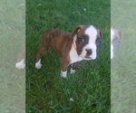 Small Photo #6 Boxer Puppy For Sale in METROPOLIS, IL, USA