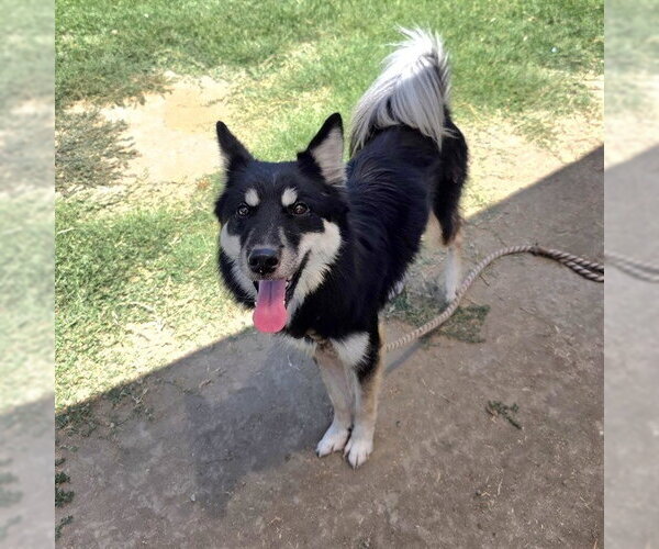 Medium Photo #1 Border Collie-Siberian Husky Mix Puppy For Sale in Long Beach, CA, USA