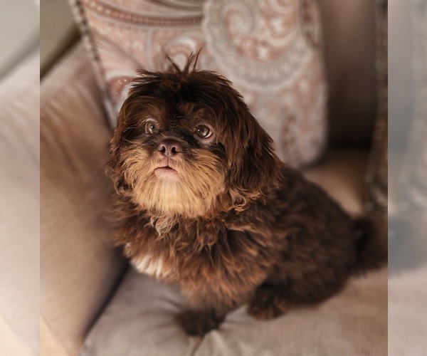 Medium Photo #4 Shih Tzu Puppy For Sale in WESLEY CHAPEL, FL, USA