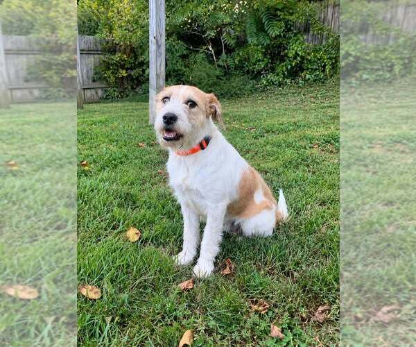 Medium Photo #2 Mutt Puppy For Sale in Aurora, IN, USA